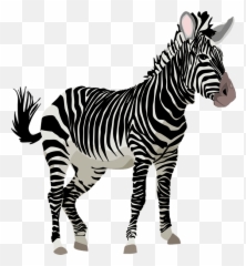 Free Photo Zoo Animal Zebra Wild Animal Black And White - Zebra Clipart Emoji,Emotions In Zoo Animals
