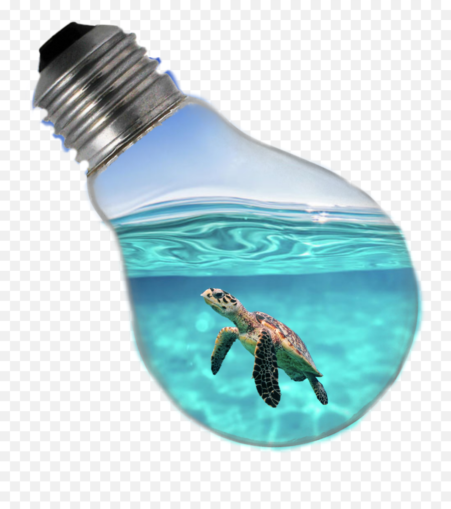 The Most Edited Turtle Picsart - Incandescent Light Bulb Emoji,How To Make A Turtle Emoticon