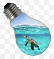 The Most Edited Turtle Picsart - Incandescent Light Bulb Emoji,How To Make A Turtle Emoticon