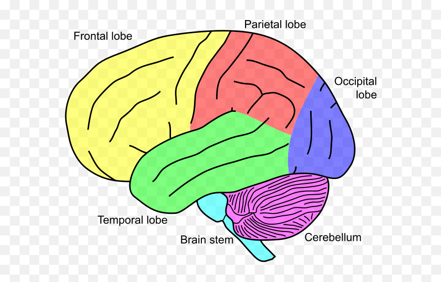 Cognitive Psychology And Cognitive - Causes Muteness Emoji,Cognition And Emotions Lab Fsu