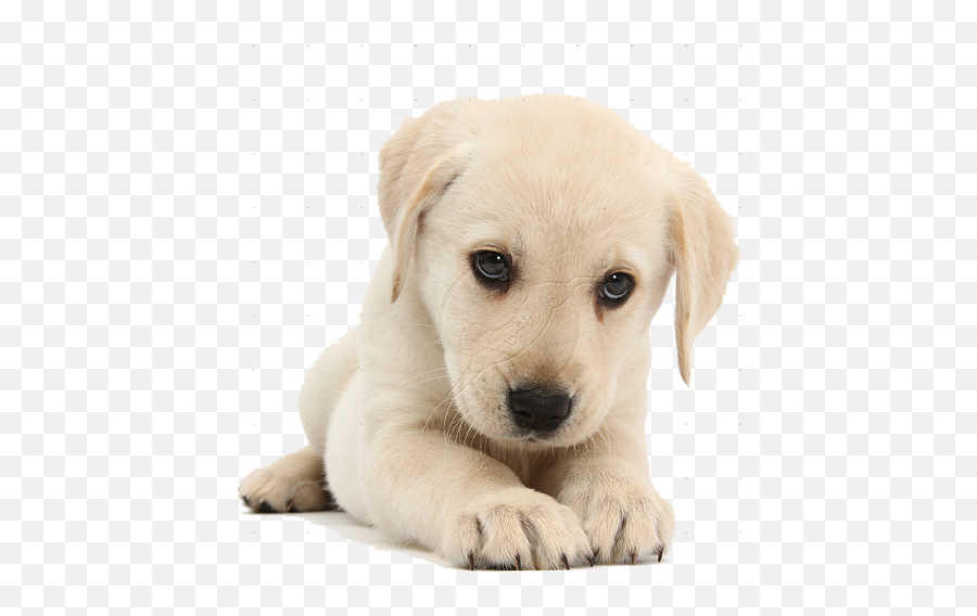 Puppy Labrador Retriever Png - Puppies Png Emoji,Emoji Puppy Chocolate Lab