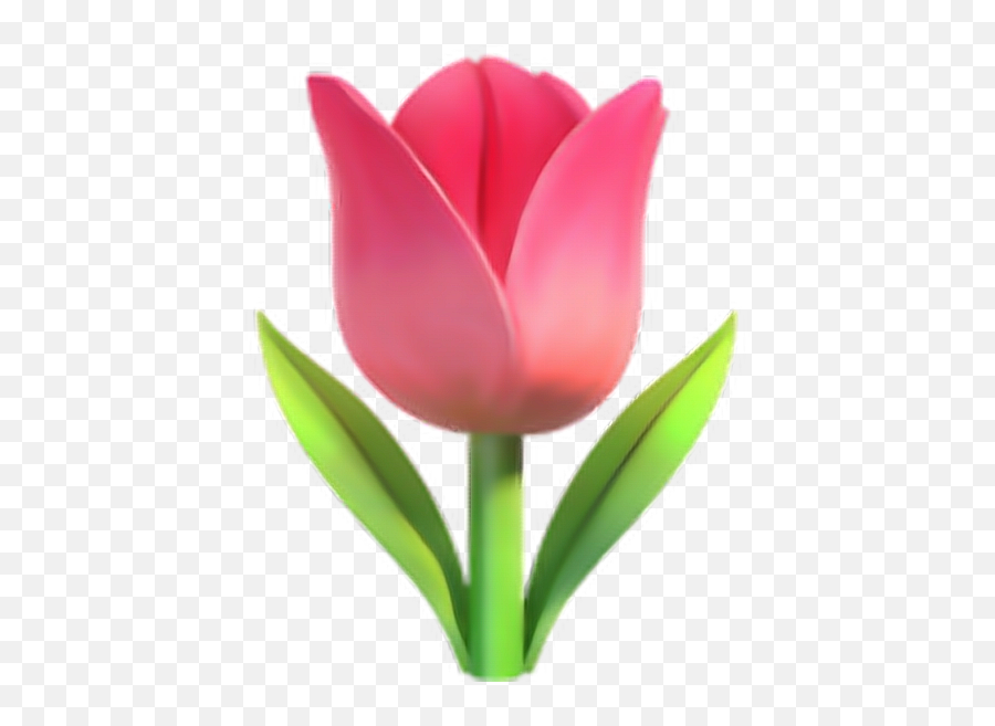Tulips Flowers - Tulip Emoji,Lily Flower Emoji