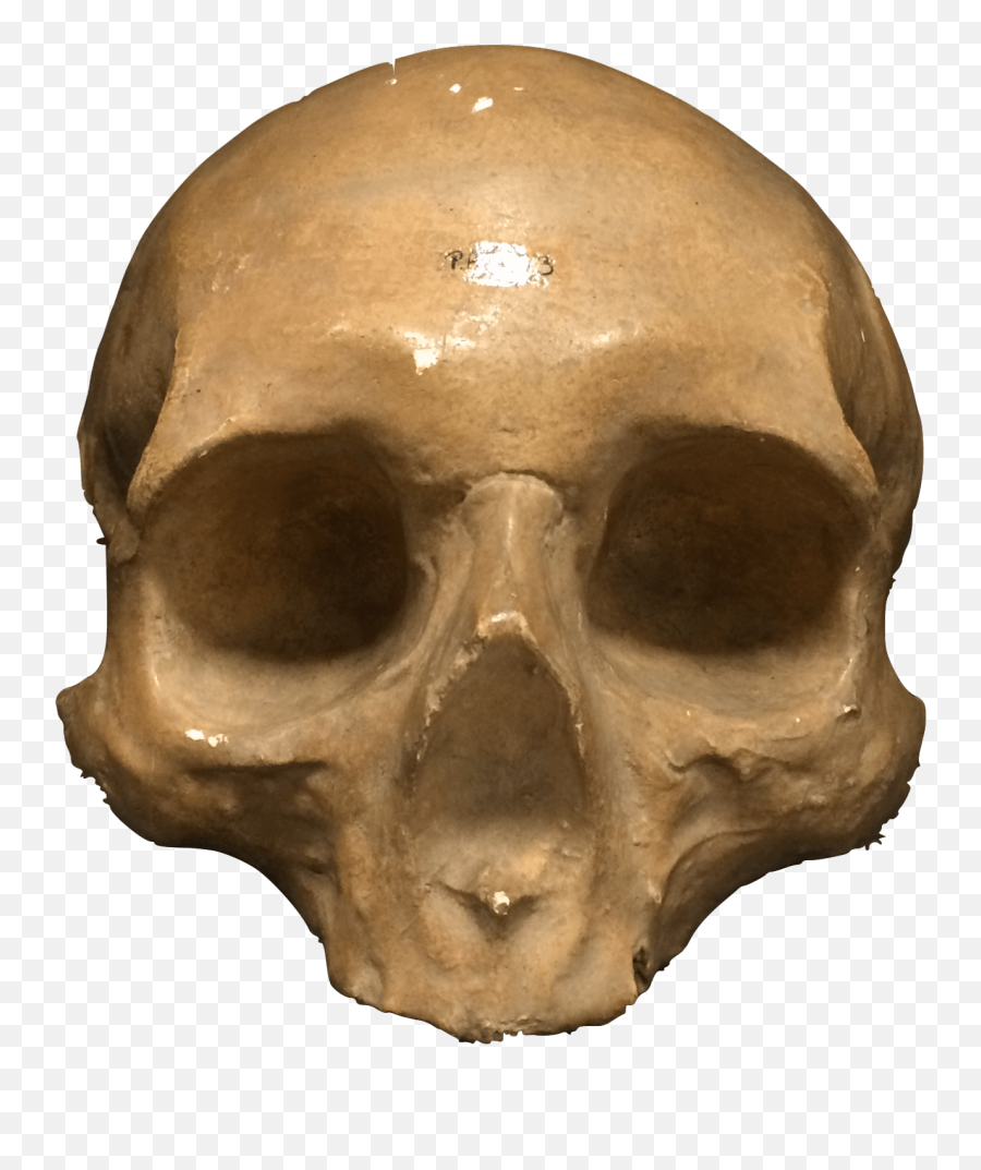 Cast Of Sir Thomas Browneu0027s Skull After Death Emoji,Skull & Bones Bird Sailboat Emoji