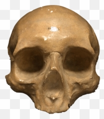 Cast Of Sir Thomas Browneu0027s Skull After Death Emoji,Skull & Bones Bird Sailboat Emoji