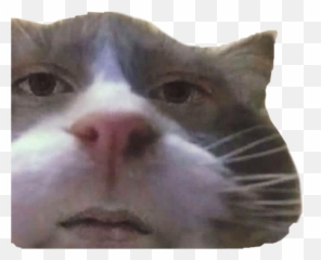 Popular And Trending Mad Cat Stickers Picsart - Funny Animal Faces Memes Emoji,Mad Cat Emoji