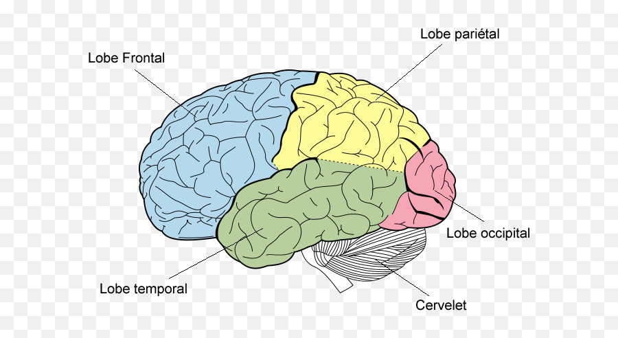 Le Cerveau - Lobes Of The Brain Quiz Emoji,Cerveau Gauche Emotion