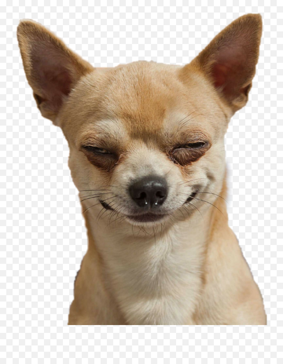 Chihuahua Sticker - Dog Meme Sticker Emoji,Chihuahua Emoji