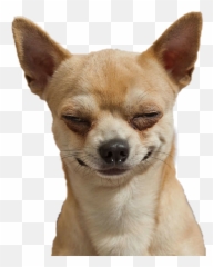 Chihuahua Sticker - Dog Meme Sticker Emoji,Chihuahua Emoji