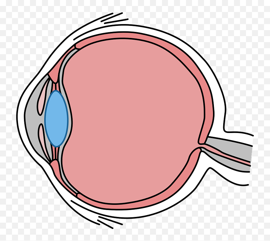 Biology Drawing Body See Diagram Eye - Simple Eye Cross Section Emoji,Drawing Emotions With The Body