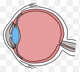 Biology Drawing Body See Diagram Eye - Simple Eye Cross Section Emoji,Drawing Emotions With The Body