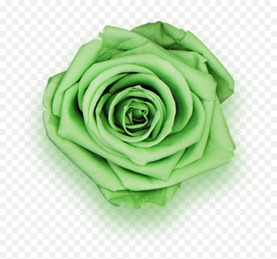 Preserved Rose Colors Their Meanings - Neon Green Roses Emoji,Colour Symbolising A Mothers Emotion Mother