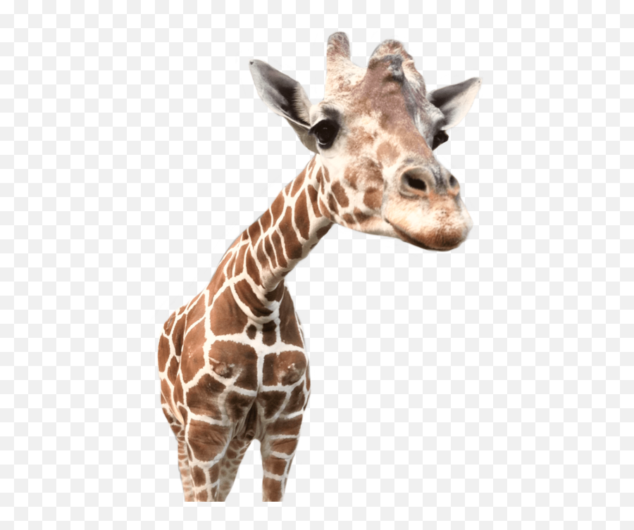Giraffe Giraffes Animals Animal Sticker - Transparent Animals No Background Emoji,Giraffe Emoji