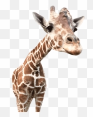Giraffe Giraffes Animals Animal Sticker - Transparent Animals No Background Emoji,Giraffe Emoji