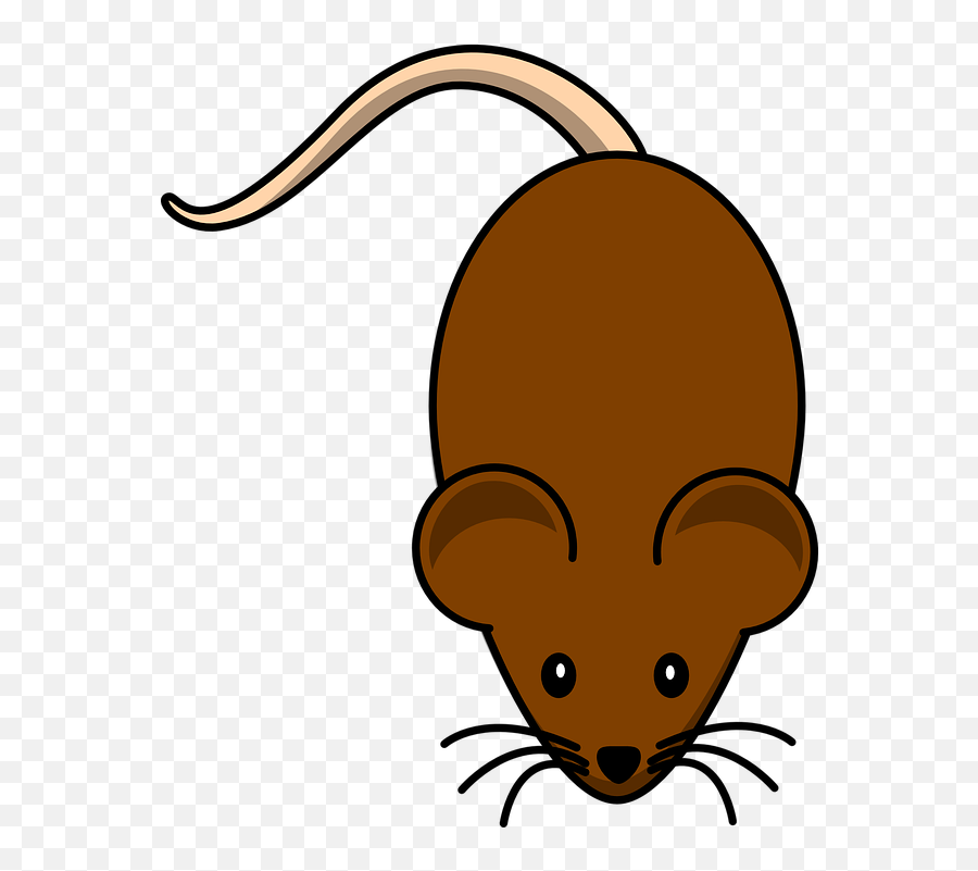 Free Photo Rat Rodent Mouse Animal Brown - Max Pixel Cartoon Mouse Png Emoji,Gerbil Tail Emotions