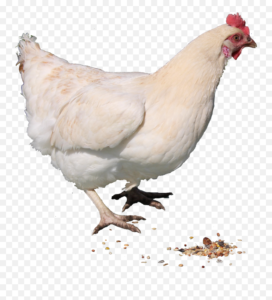 White Chicken Png Transparent - Chicken Png Transparent Emoji,Hen Emoji Transparent Png