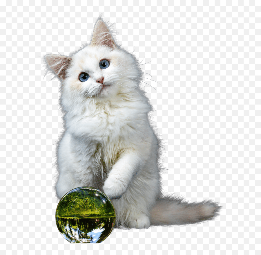 The Magic Crystal Ball For Pets Emoji,Slobbering Emoji