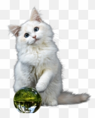 The Magic Crystal Ball For Pets Emoji,Slobbering Emoji