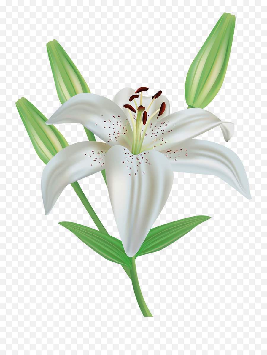 Lily Flower Clipart Image Gallery - Clipart Images Of Lily Emoji,Lily Flower Emoji