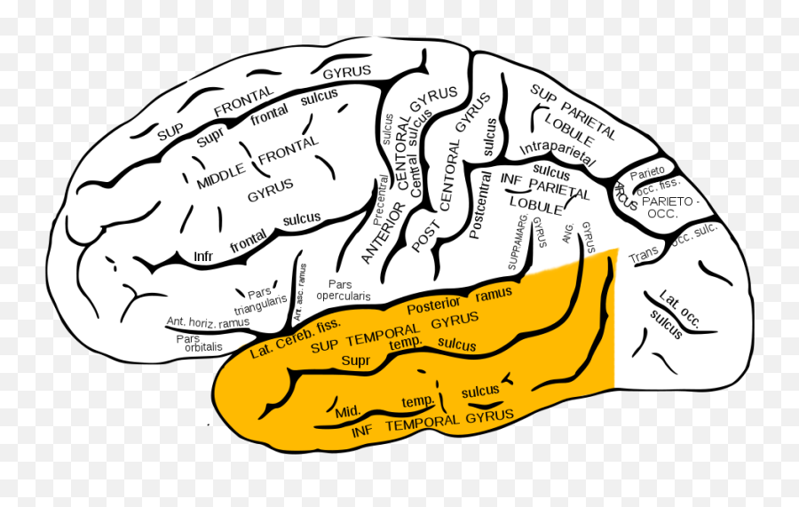 Temporal Lobe Seizure - Lateral Temporal Lobe Emoji,Frontal Lobe Emotion