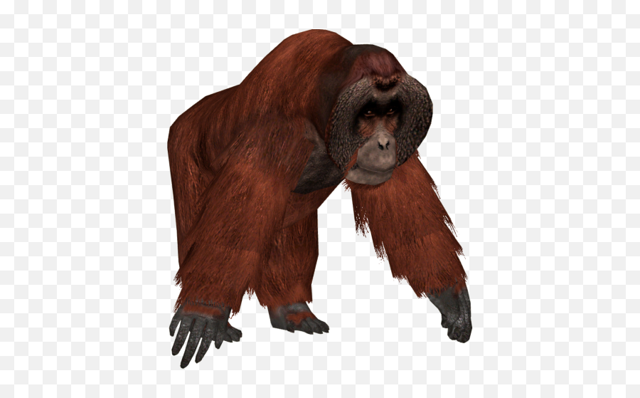 Animals - Free Png Images Starpng Emoji,Orangutan Emoji