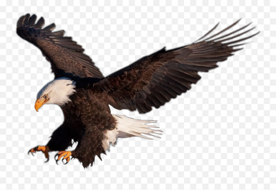 Largest Collection Of Free - Toedit Eagles Stickers Emoji,Soaring High Emoji