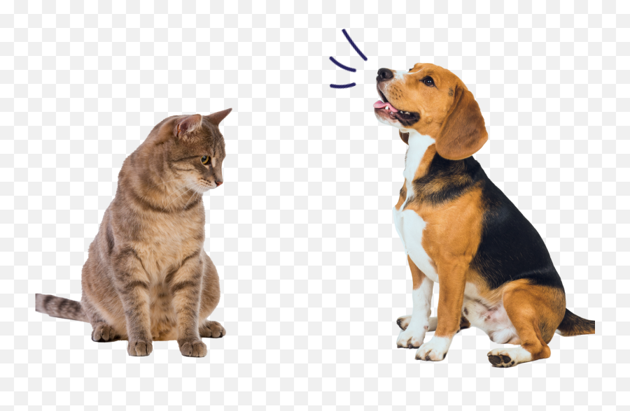 Pet Lovers Club Emoji,3336 Confused Cat Emoji