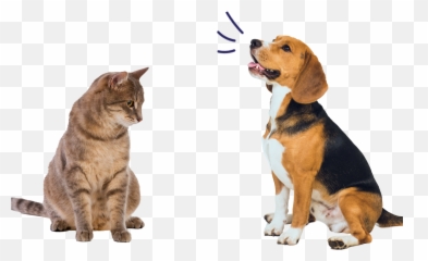 Pet Lovers Club Emoji,3336 Confused Cat Emoji