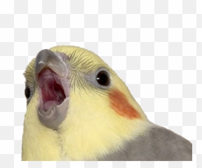 Rehoming Your Parrot And When It Is - Blockatiel Transparent Emoji,Cockatiel Emotions