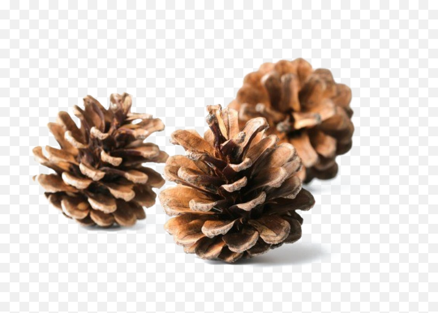 Conifer Cone - Transparent Christmas Pine Cone Png Emoji,Pine Cone Emoji