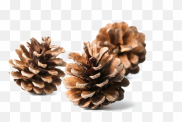Conifer Cone - Transparent Christmas Pine Cone Png Emoji,Pine Cone Emoji