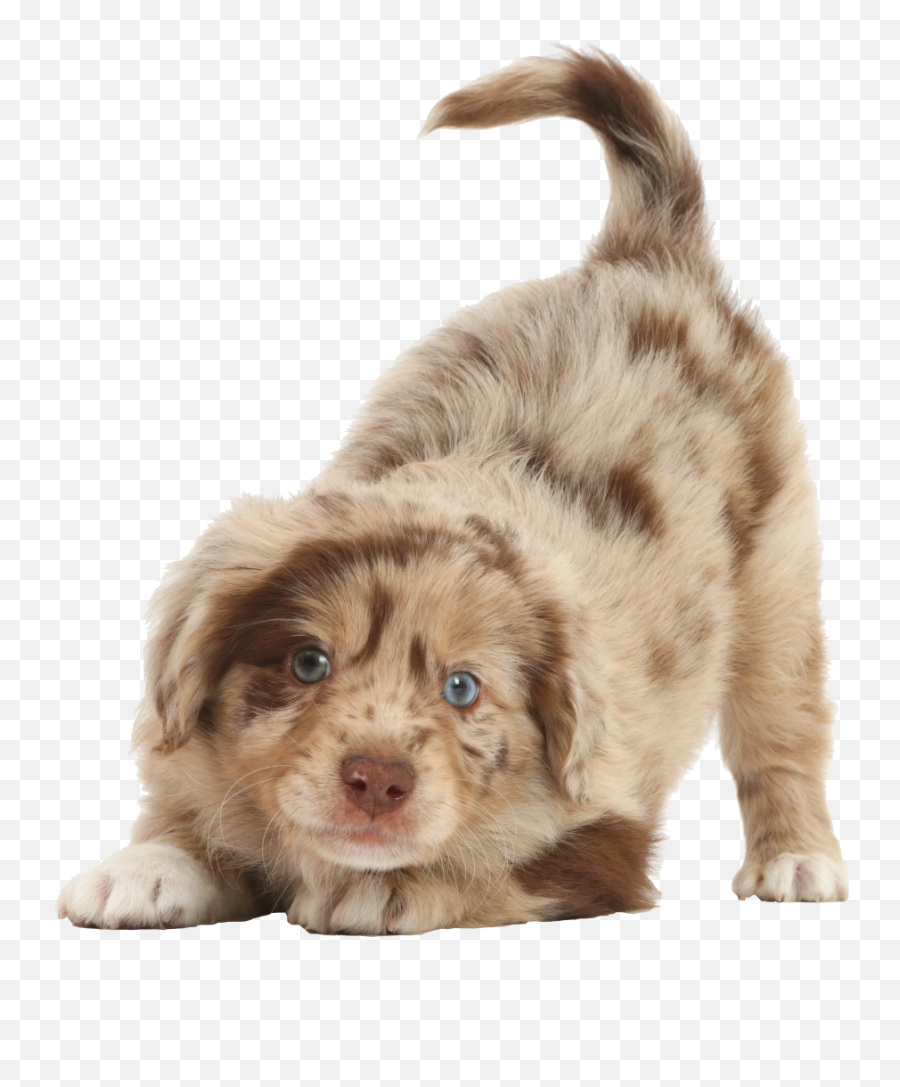 Dog Training Classes Obedience And Behavior Modification - Miniature American Shepherd Emoji,Canine Emotions