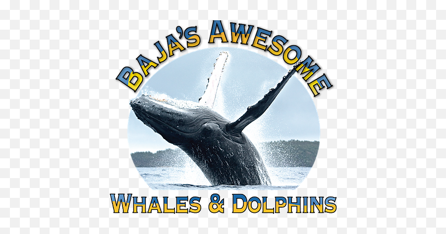 Dolphins - Humpback Whale Emoji,Children Of The Whales No Emotion