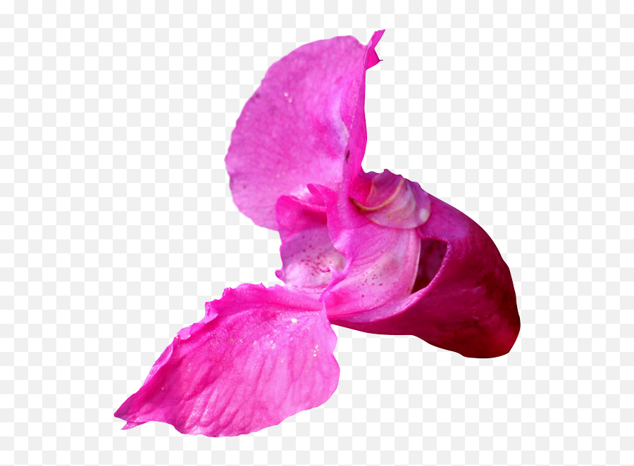 N18 Impatiens - Cattleya Orchids Emoji,Flurry Emotions