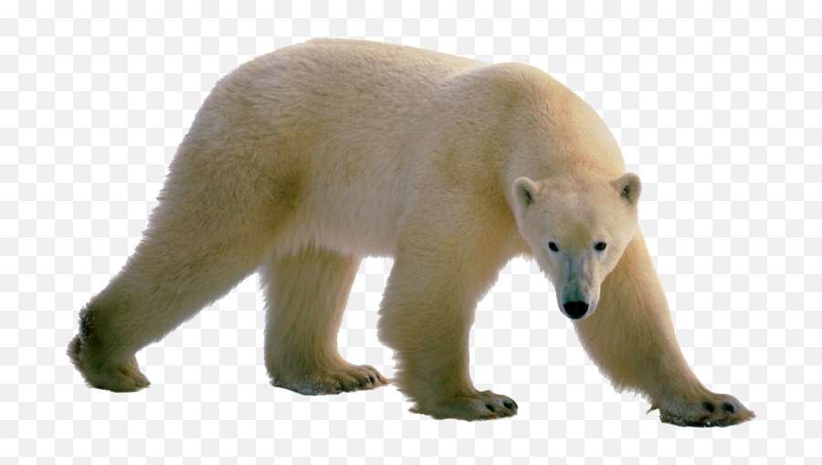 Dancing Polar Bear Gif Transparent - Polar Bear Pictures No Background Emoji,Polar Bear Emojis