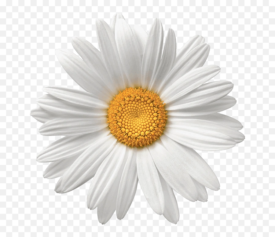 Immobilizing Anger - Daisy Flower Transparent Background Emoji,Chamomiles Feel Emotions