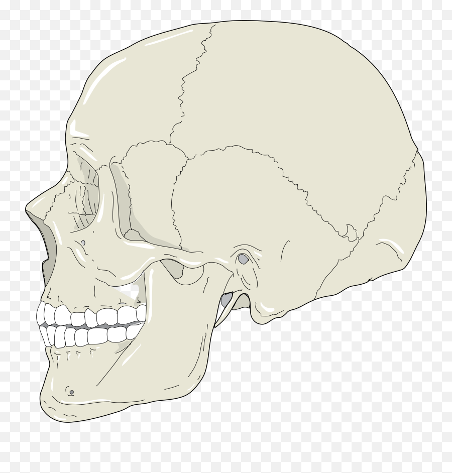 Filerealistic - Humanskullprofileviewsvg Wikimedia Commons Human Skull Profile Emoji,Skull & Acrossbones Emoticon
