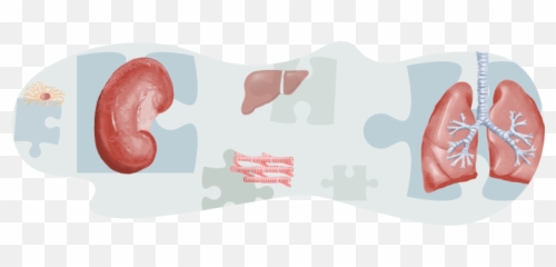 Guide To Living Organ Donation - Language Emoji,Emotions Linked To Organs