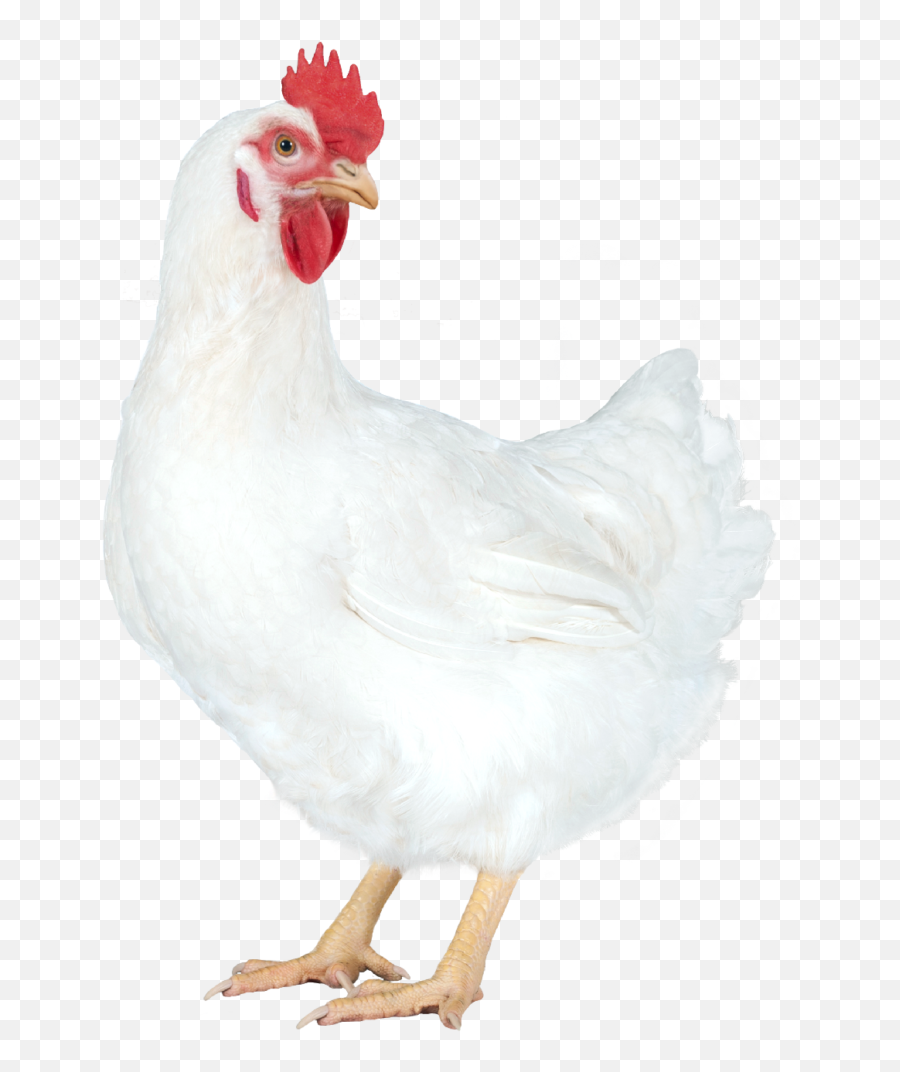 Chickens Farm Best Poultry Farm In - Poulet De Chair Png Emoji,Chicken And Egg In Emotions