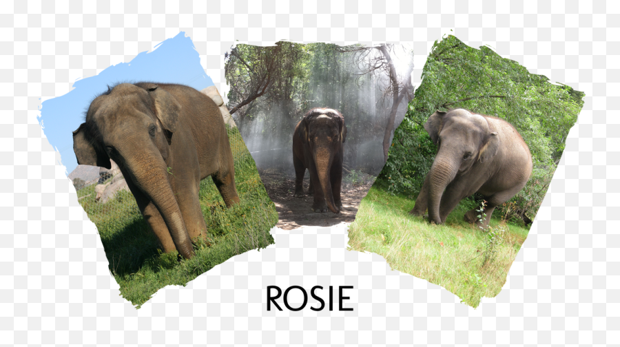 The Preserve Elephant Preserve - Fredericksburg Texas Emoji,How To Make A Dancing Elephant Emoticon