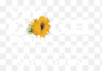 Van Gogh Exhibit Phoenix The Immersive Experience Emoji,Kansas Sunflower Emoticon