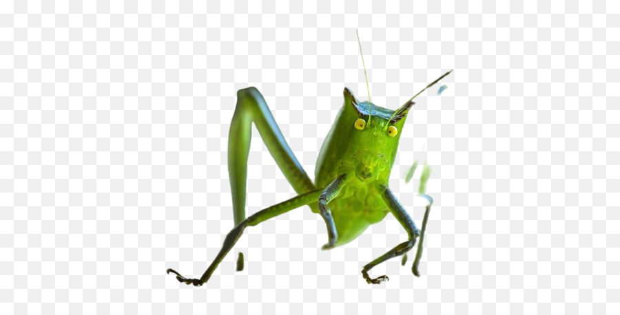 Green Stink Bug Png Images Download Green Stink Bug Png Emoji,Cricket And Mosquito Emoji Meme