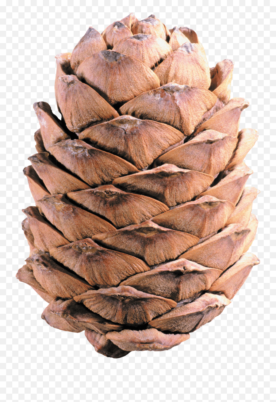 Conifer Cone - Pine Cone High Res Emoji,Pine Cone Emoji