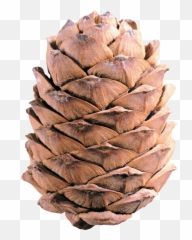 Conifer Cone - Pine Cone High Res Emoji,Pine Cone Emoji