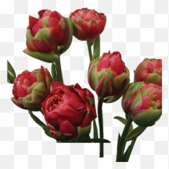 Customer Insights - Fresh Emoji,Coleus Emotions Passionate
