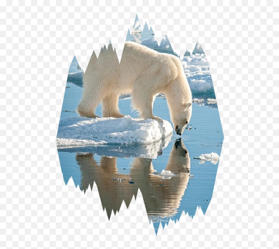 Polar Bears Sticker Challenge - Polar Bear On Iceberg Png Emoji,Polar Bear Emojis