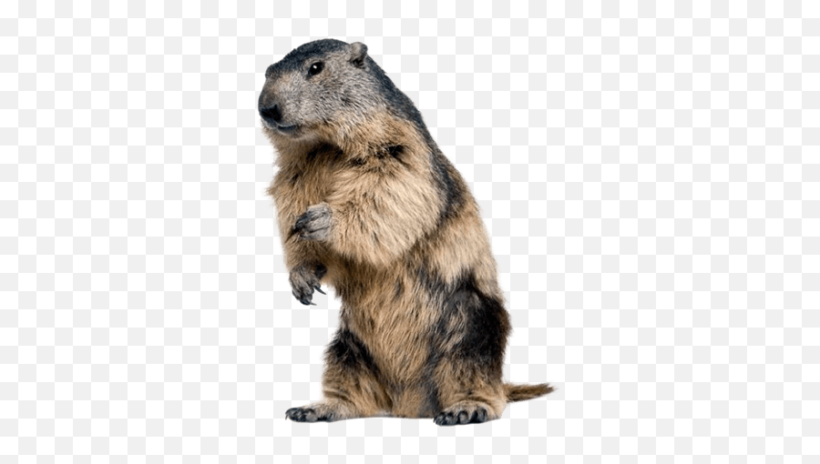 Brooks Memorial Library - Winter Animals Emoji,Ground Hog Woodchuck Emojis