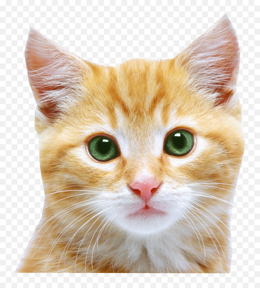 Orange Tabby Cats - Cat Face Png Emoji,Grey Cat Emoji