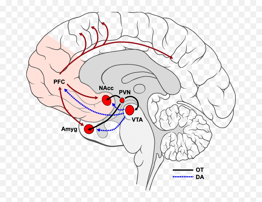 Schematic Representation Of Oxytocinergic Ot Solid Black - Ventral Tegmental Area Oxt Emoji,Emotion Center Of Brain