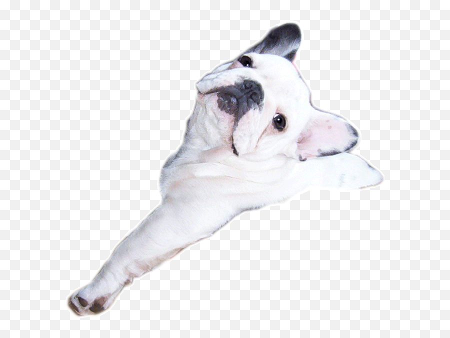 French Bulldog Graphic Animated Gif - Bulldog Francês Gif Emoji,Bulldog Emoticons