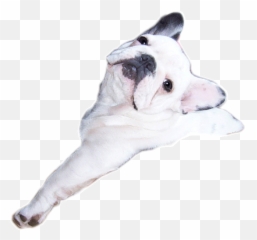 French Bulldog Graphic Animated Gif - Bulldog Francês Gif Emoji,Bulldog Emoticons